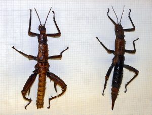 Verofasmatodea