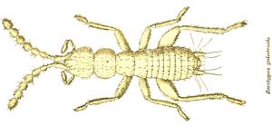Zorotypidae