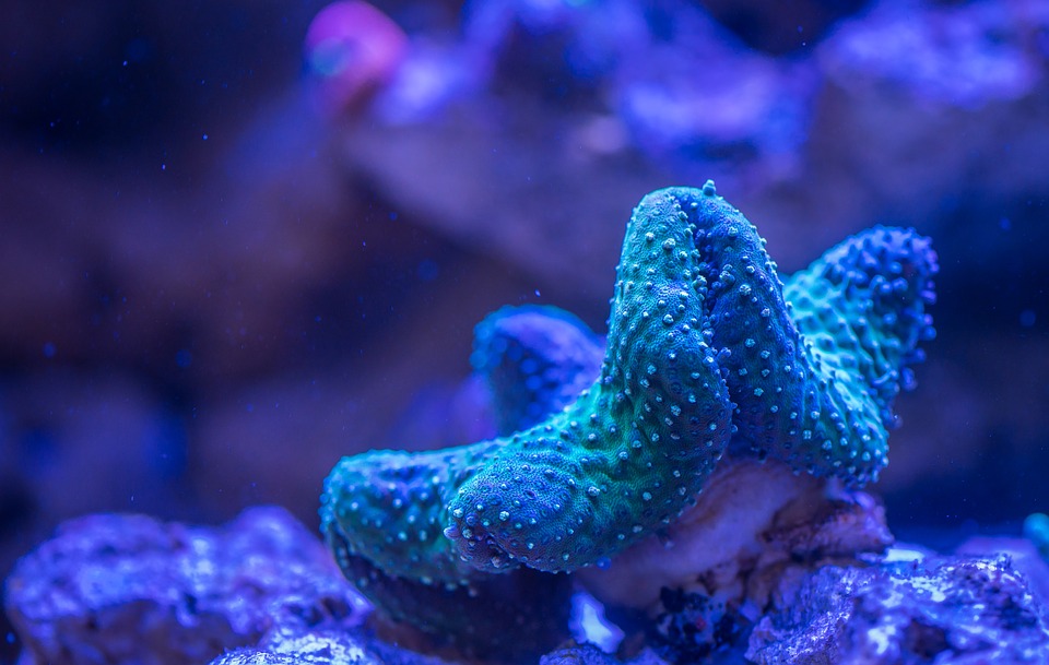 helioporacea, coral azul