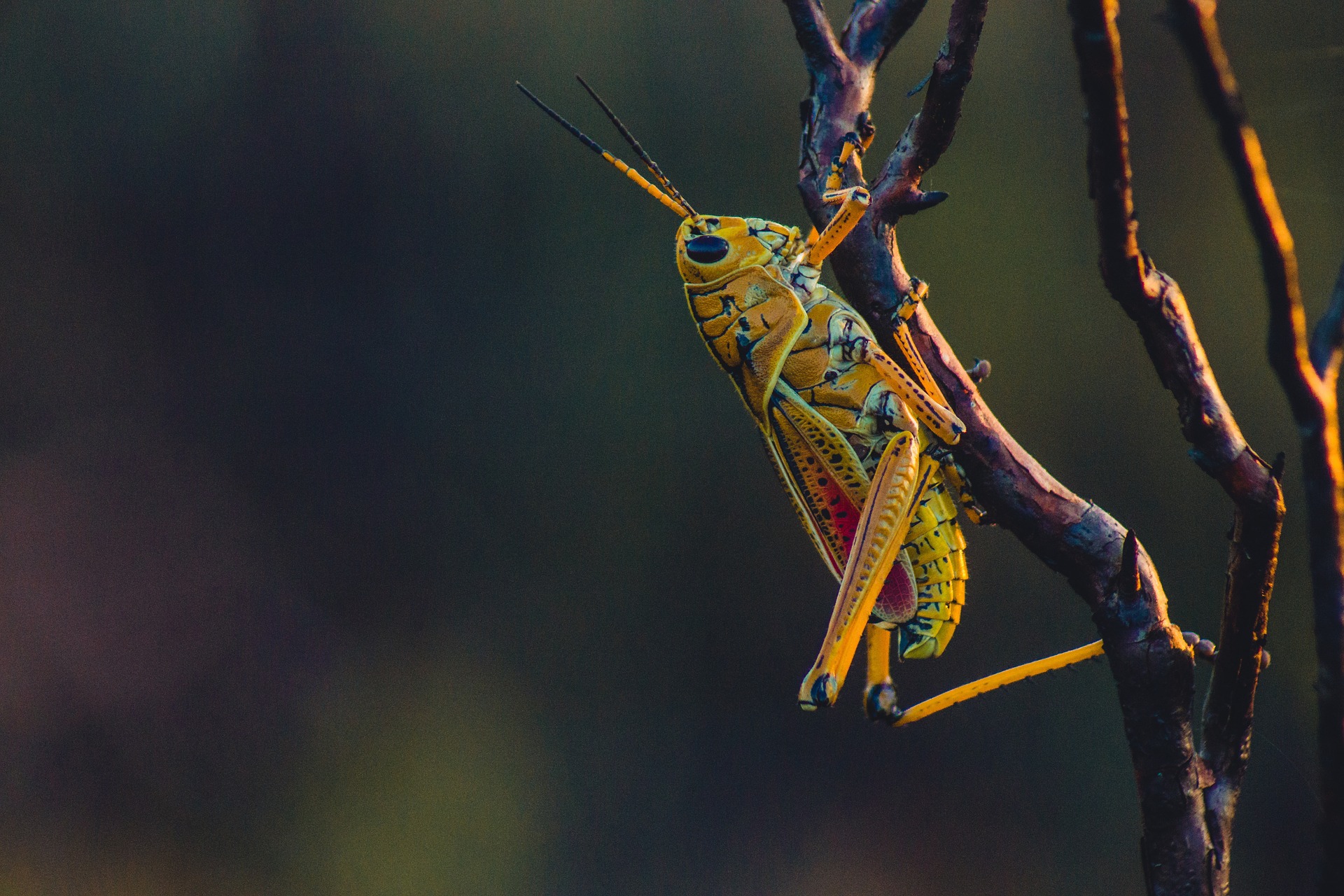 orthoptera, ortópteros