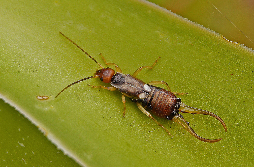 dermaptera, tijeretas