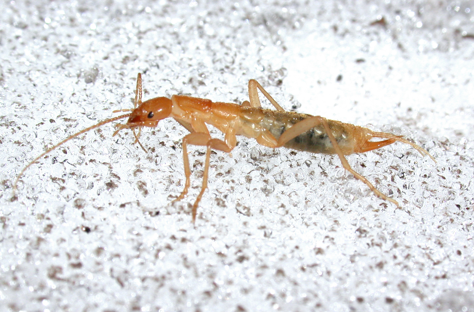 grylloblattodea, grilloblatodea