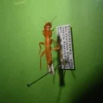 grilloblatodeos, grylloblatodea