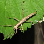 phasmatodea. fásmidos