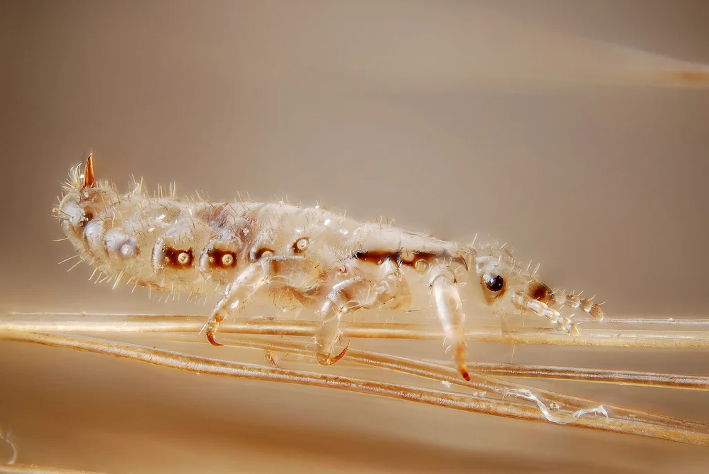 phthiraptera, piojos