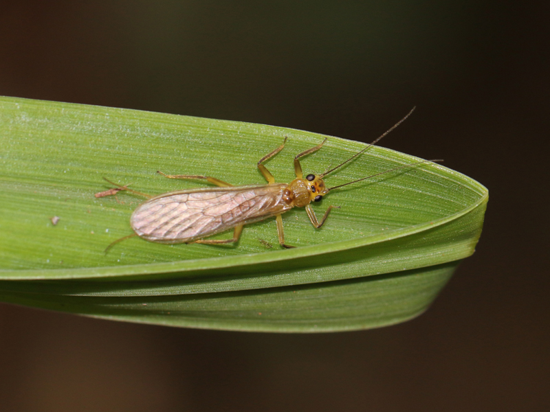 plecoptera, mosca de las piedras