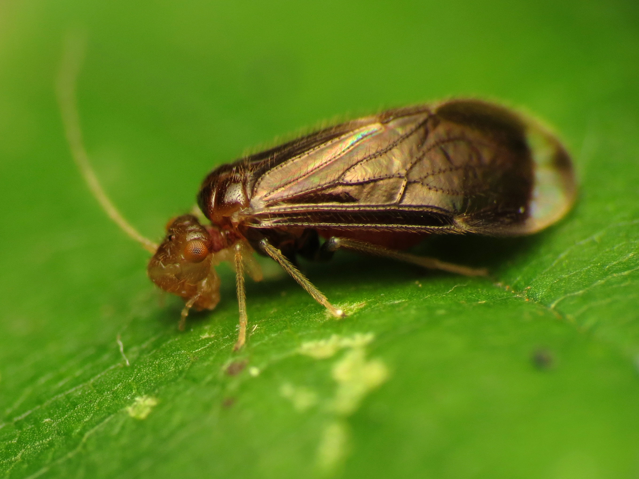 psocoptera, piojos de los libros