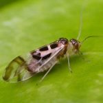 psocópteros, psocoptera