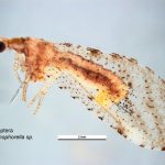 Berothidae