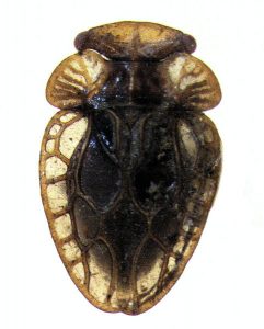 Coleorrhyncha, coleorrincos