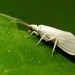 Coniopterygidae