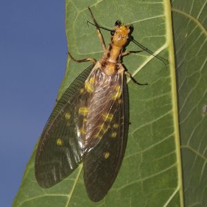 Corydalidae, Coridálidos