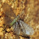 Dilaridae