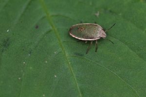 heteroptera, heterópteros