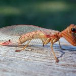 mantíspidos, mantispidae