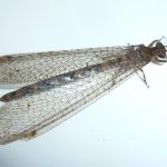 Mirmeleóntidos, myrmeleontidae