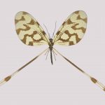 Nemopteridae