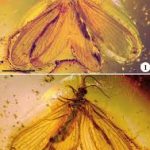 Nevrorthidae