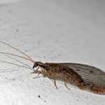 Osmylidae