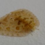 Psychopsidae