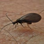 Sisyridae