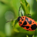 hemiptera, hemípteros