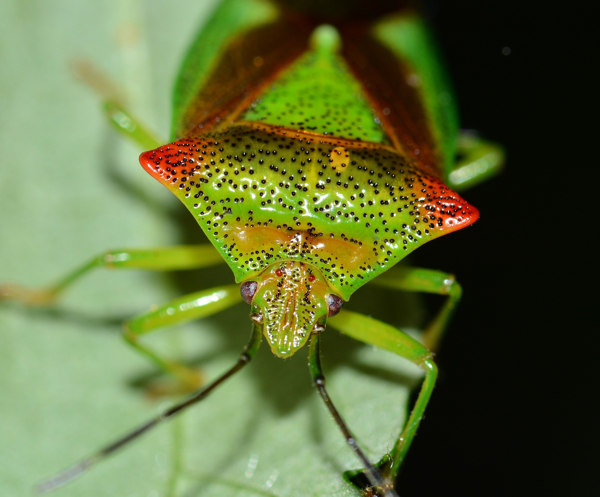 hemiptera, hemípteros