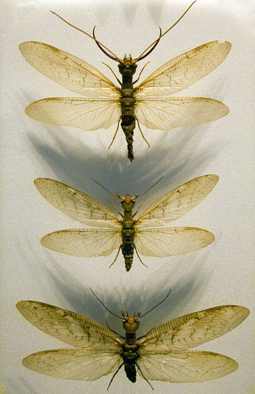 megaloptera