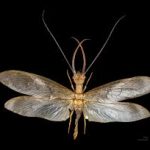 megalópteros, megaloptera