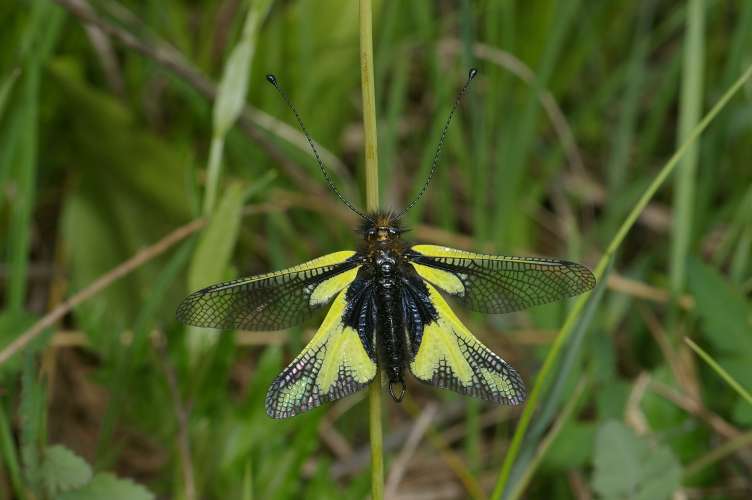 neuroptera, neurópteros