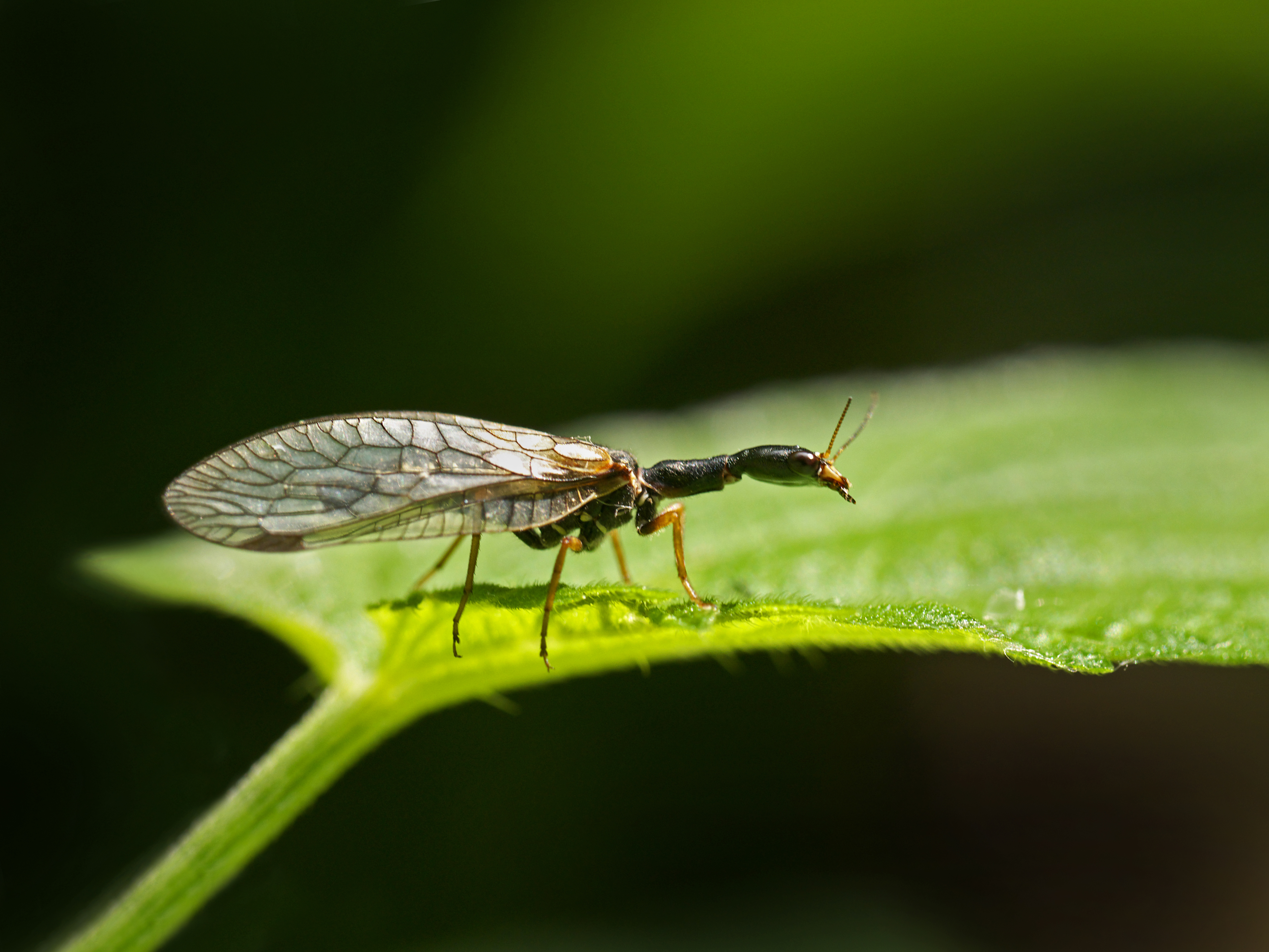 raphidioptera, moscas serpiente