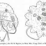 atorellidae, atorella, coronatae