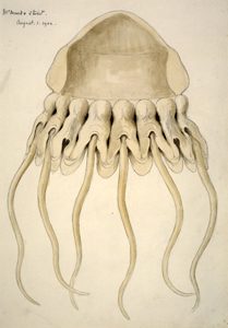 coronatae, corontae, medusas coronadas