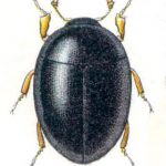 Myxophaga