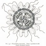 paraphyllinidae, coronatae