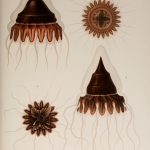 peryphyllidae, coronatae