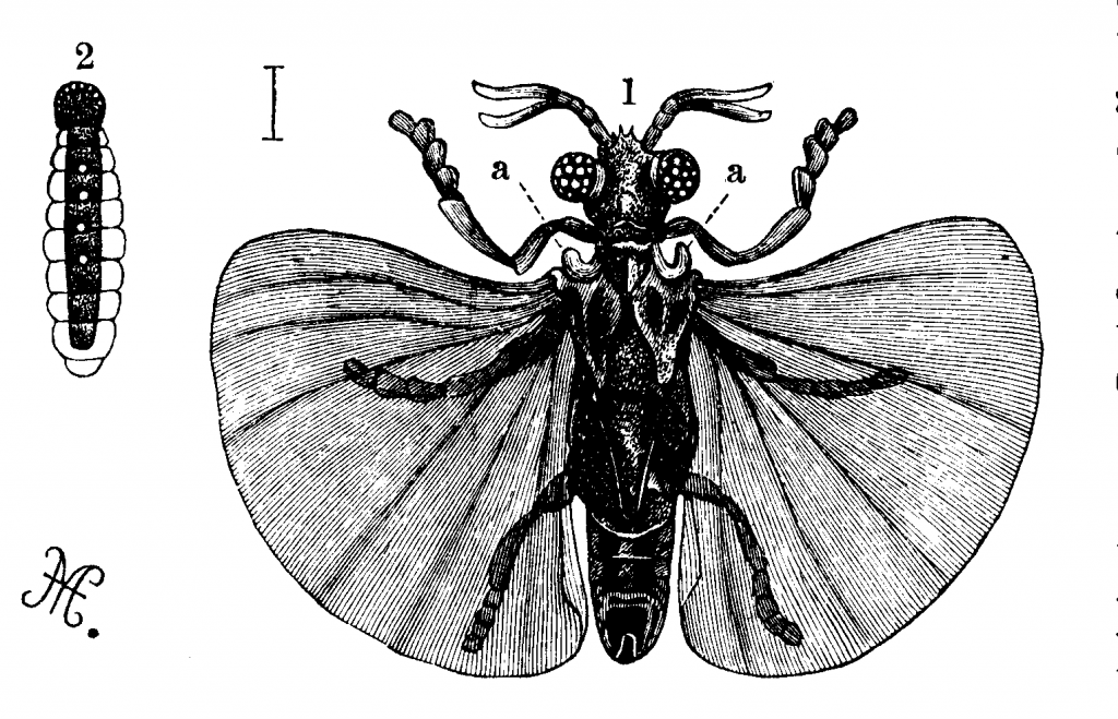 stylopidae