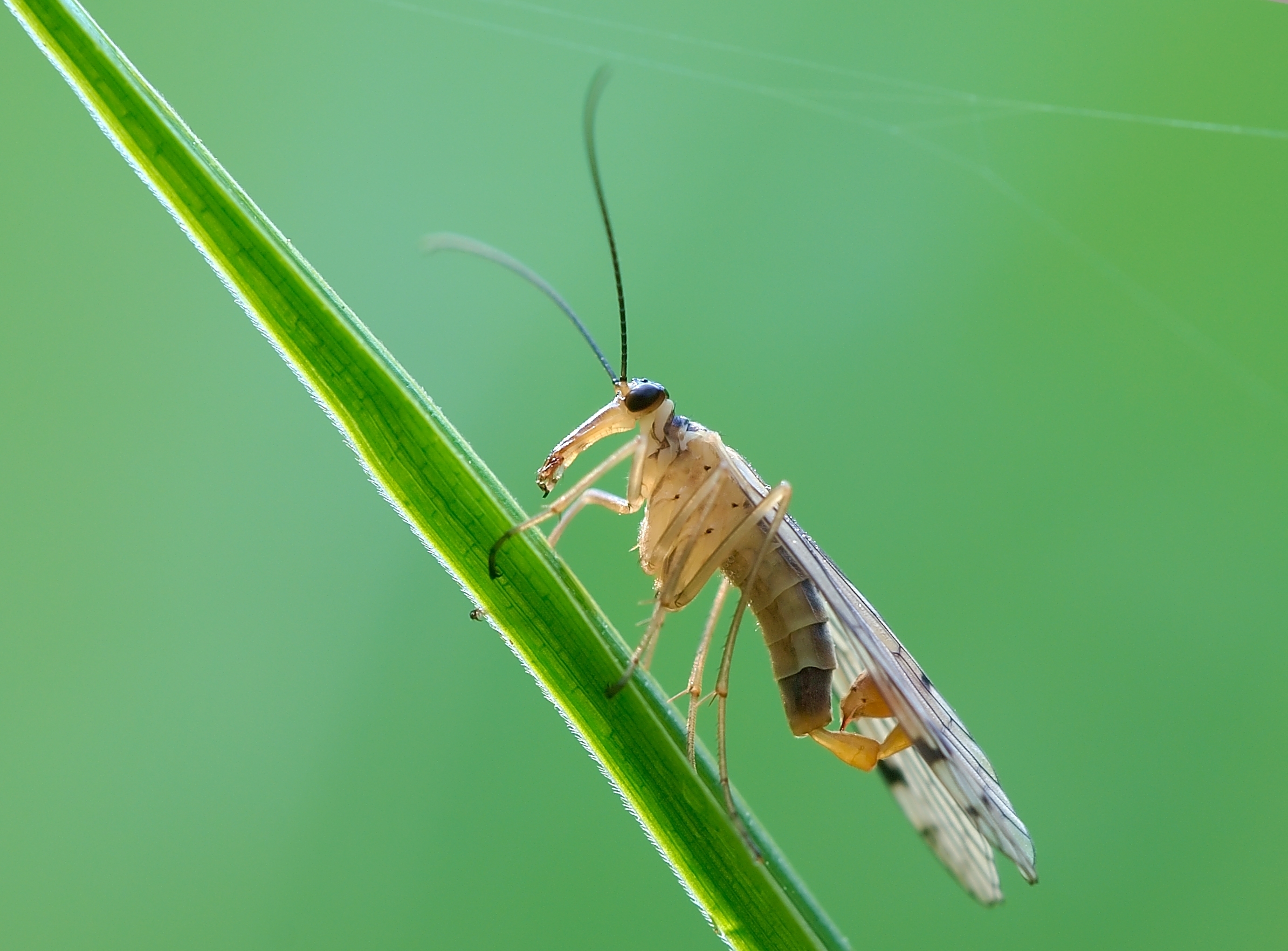 mecoptera, mosca escorpión