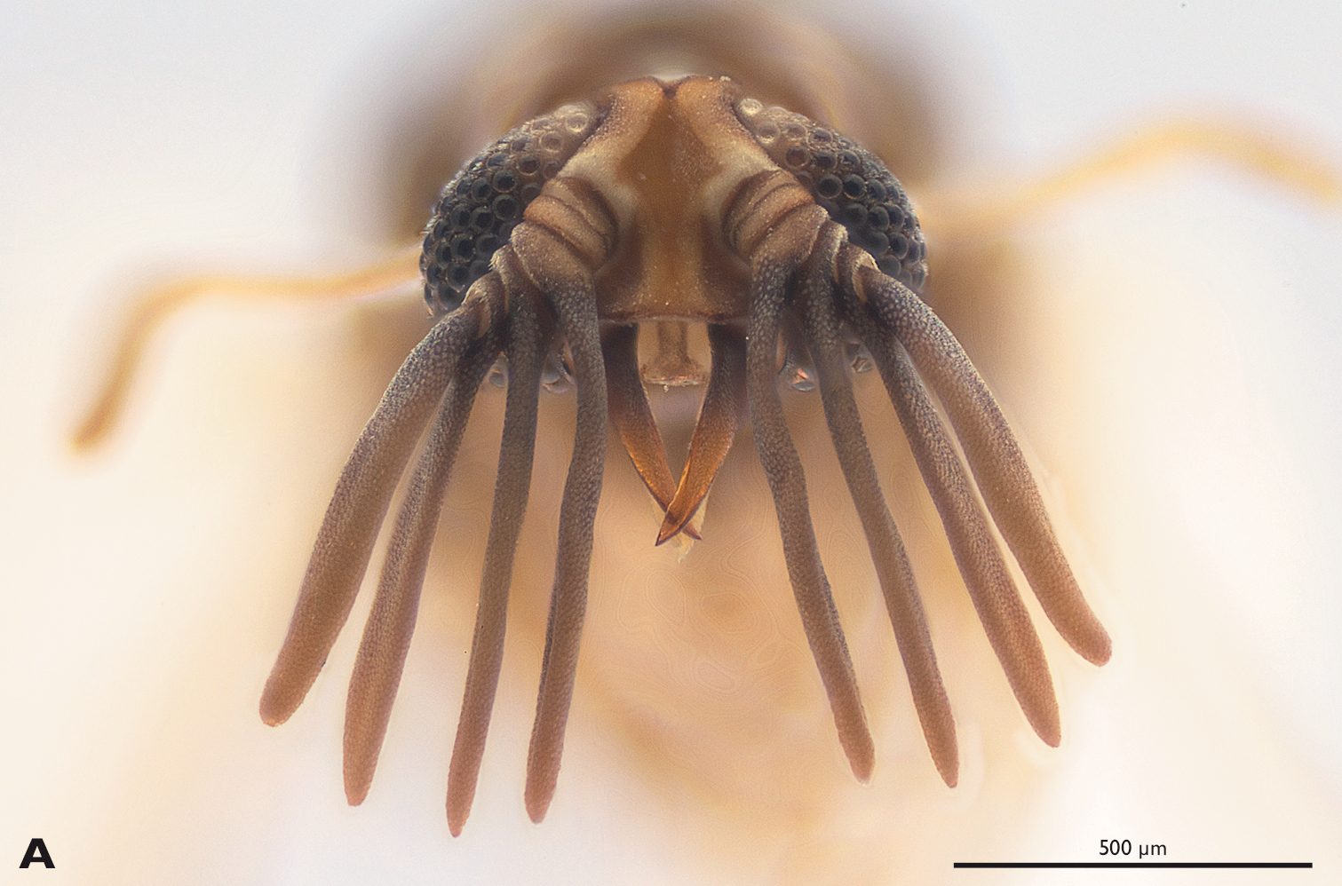 strepsiptera