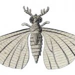 strepsiptera