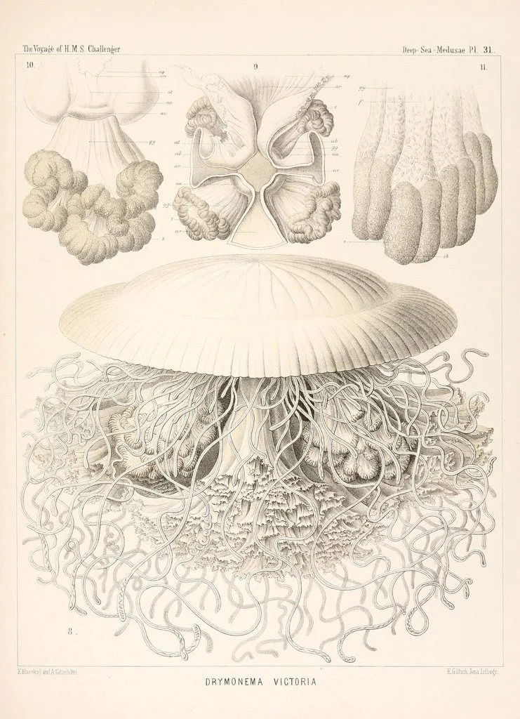 drymonematidae, semaeostomeae