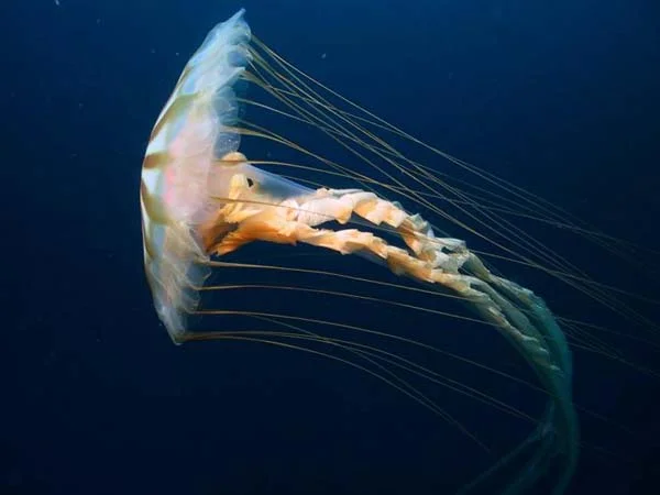 pelagiidae, semaeostomeae