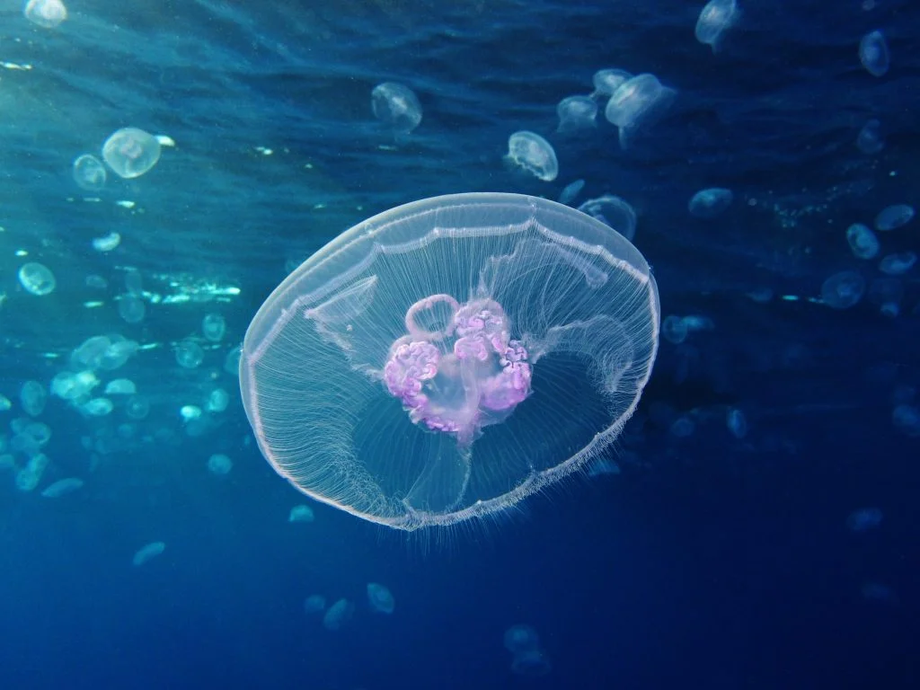 ulmaridae, semaeostomeae