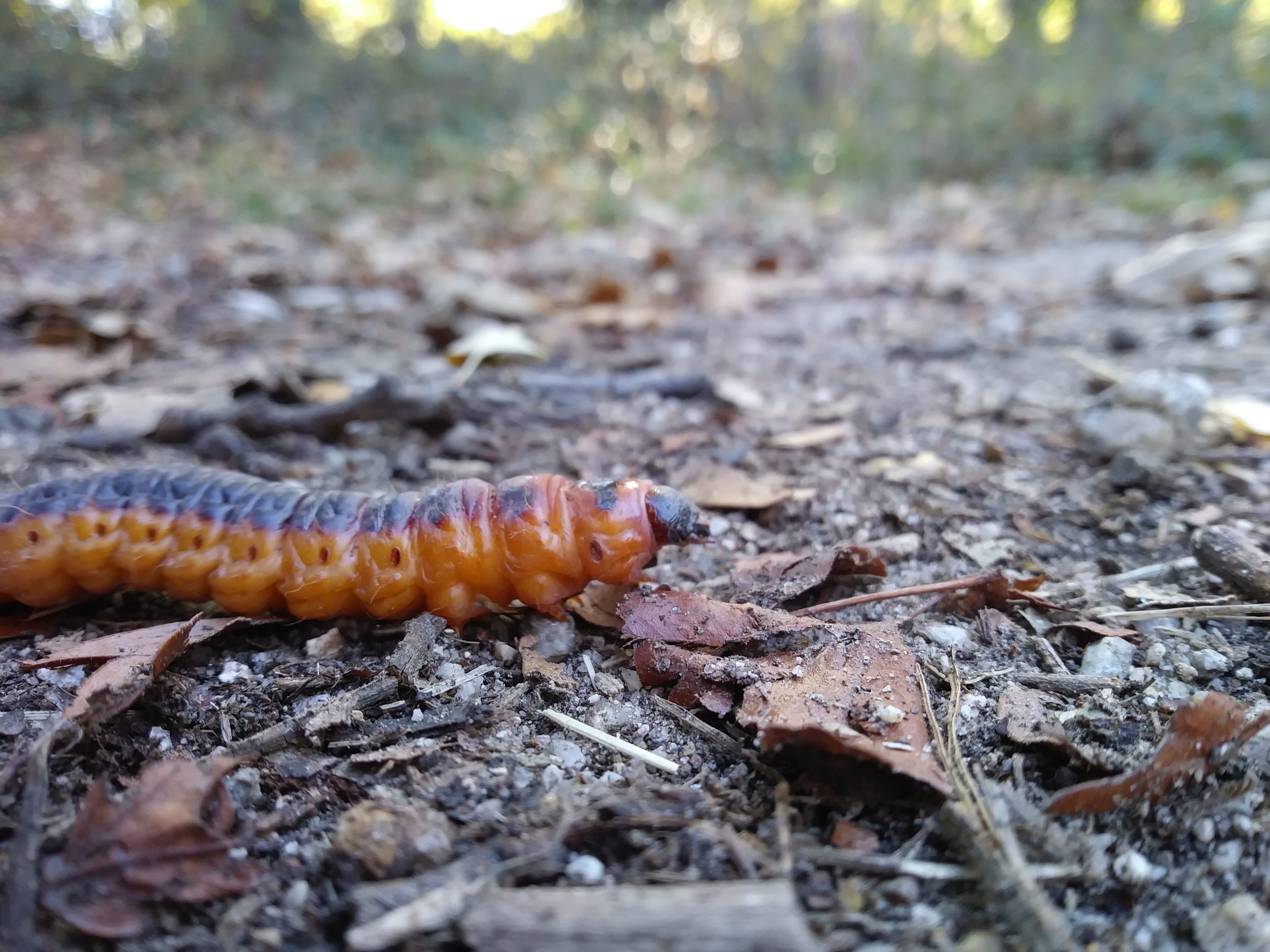cossus cossus