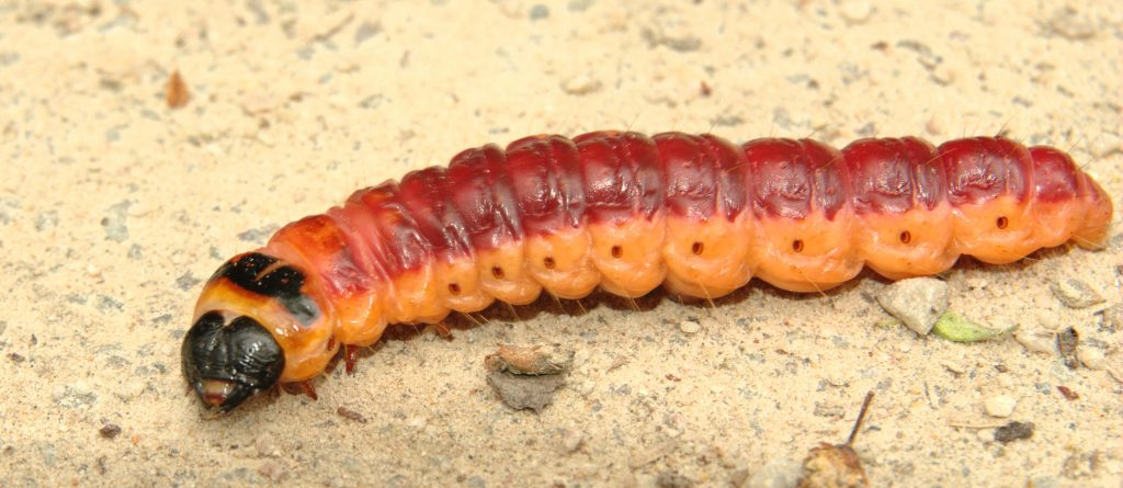 cossus cossus