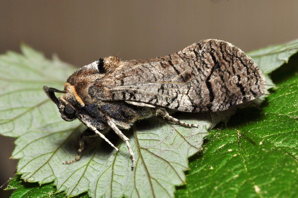 cossus cossus, mariposa taladro rojo