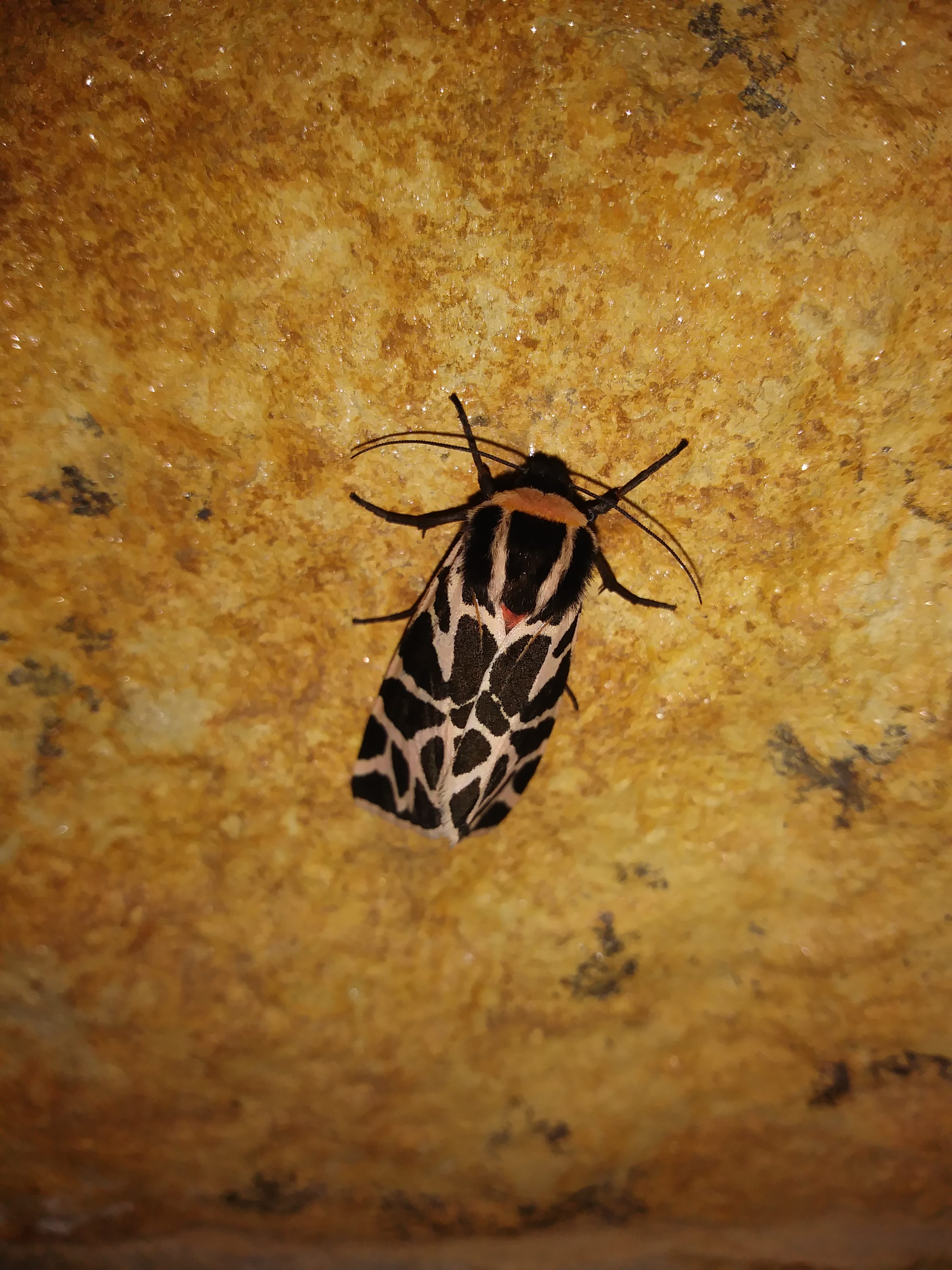 cymbalophora pudica