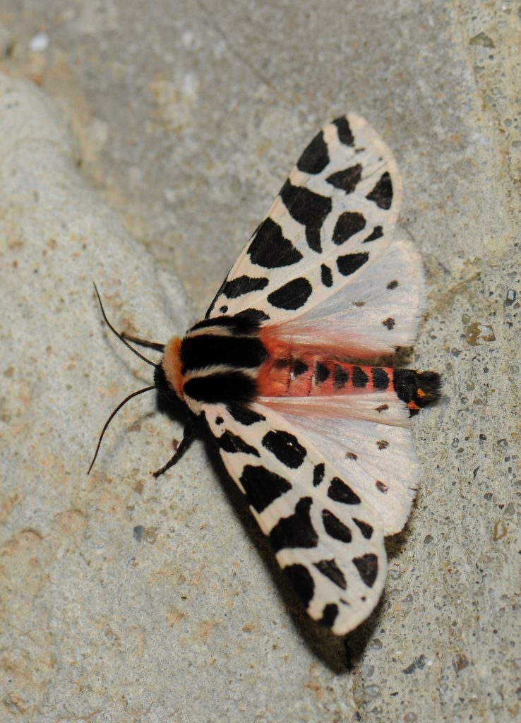 Cymbalophora pudica imago
