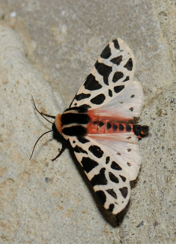 Cymbalophora pudica imago
