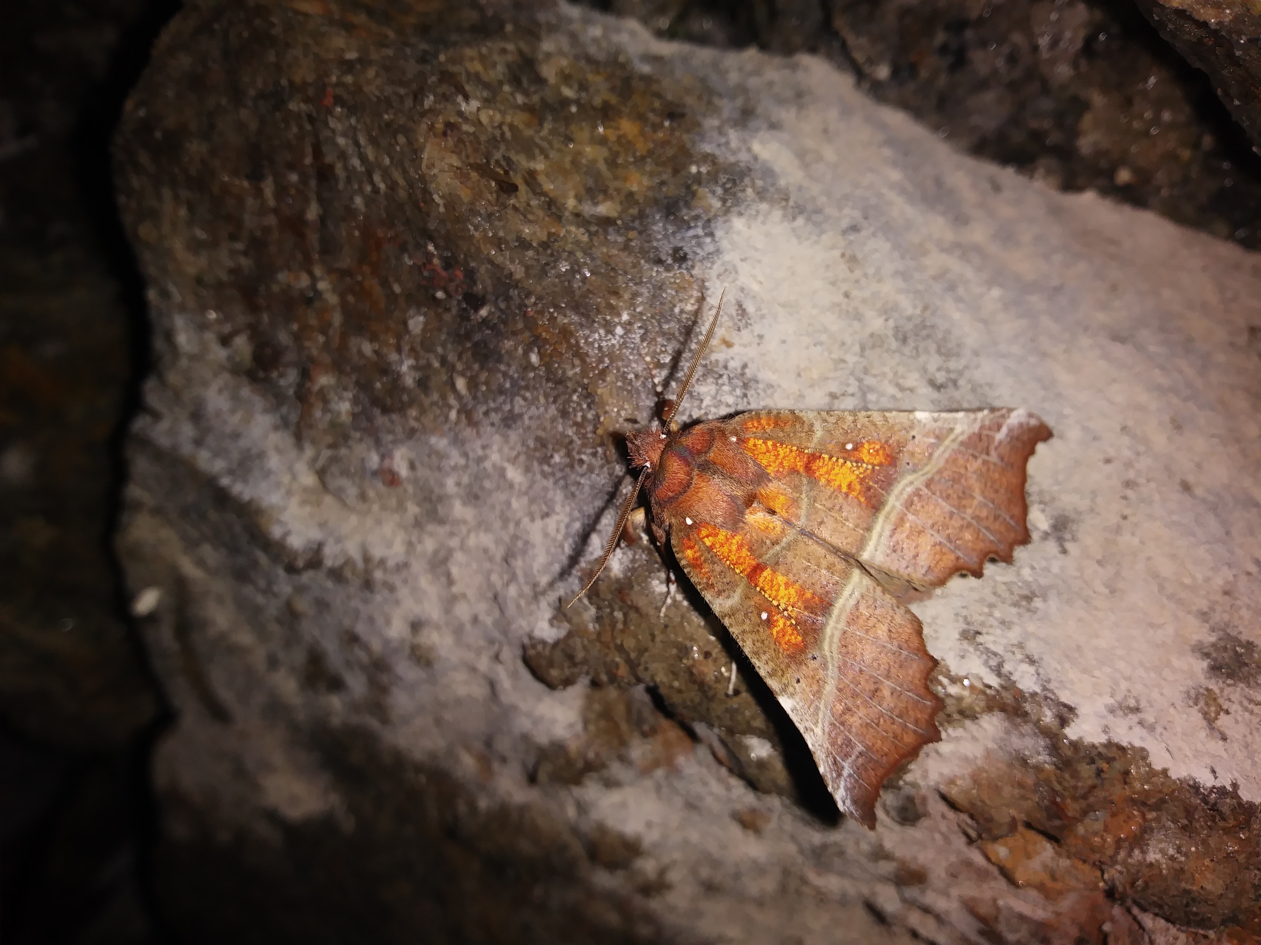 Scoliopteryx libatrix